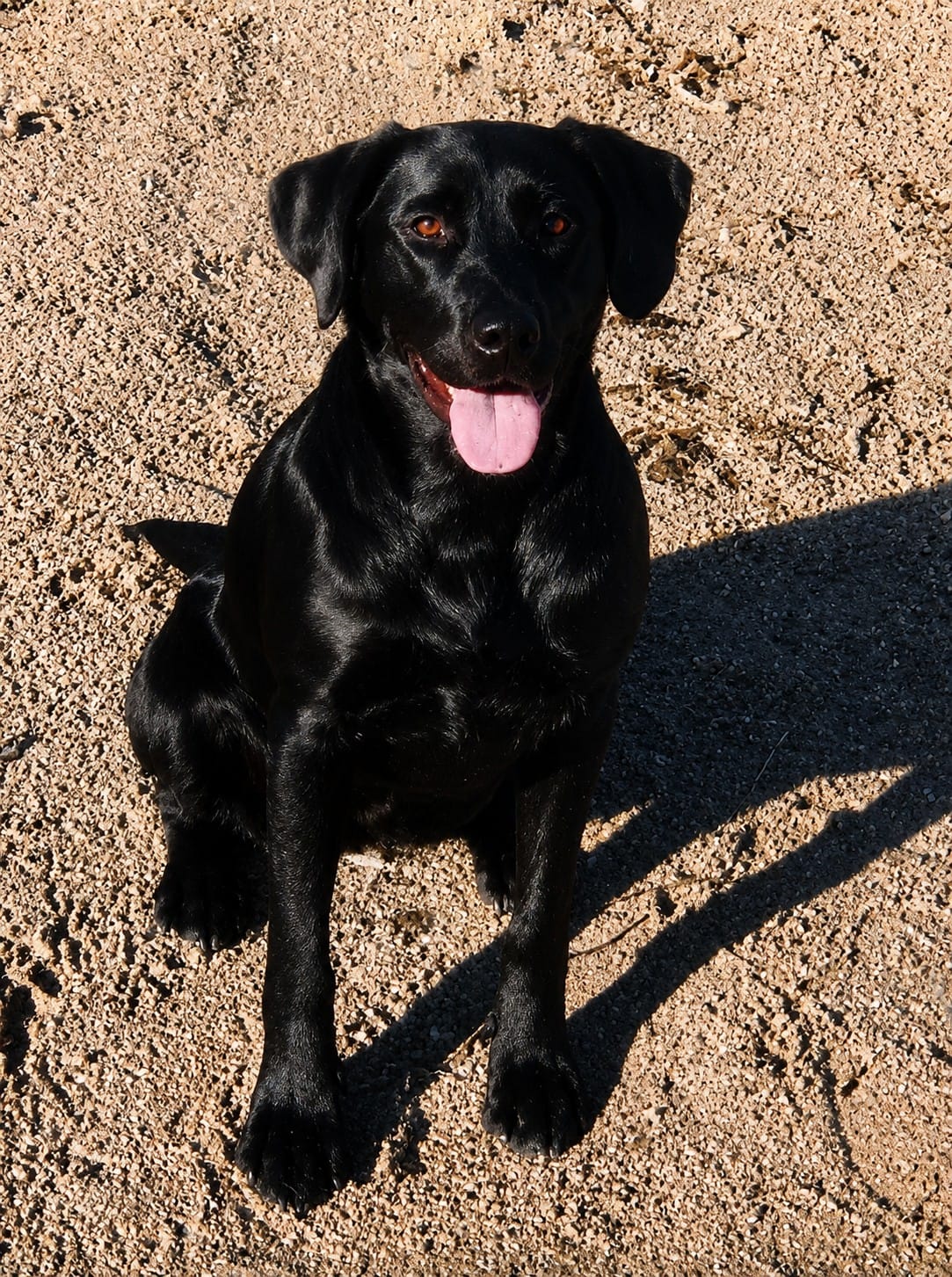 JANA, zur Ausbildung zum Blindenführhund