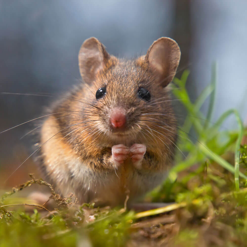 Tiermedizin