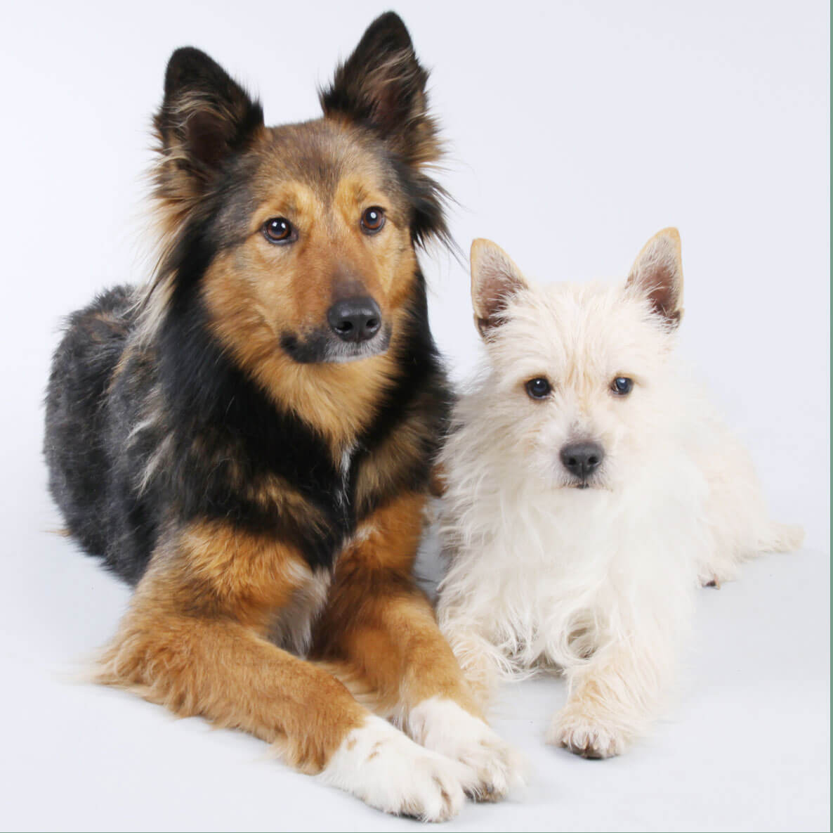 Hunde