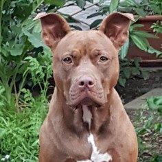 Elke Glaubitz - Lebensberatung/Coaching - von Mensch zu Mensch - Hund - Katze - Pferd